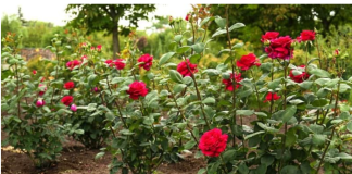 U zemlju oko ruža zakopajte 1 jeftinu namirnicu: Cvjetat će kao lude sve do kasne jeseni