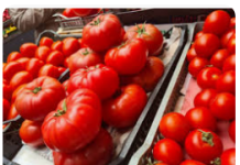 Naučite kako uzgajati paradajz u bocama i nikada ga više ne morate kupovati: EVO procedure!