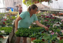 Soda bikarbona je spas za baštovane: Najbolji način da sa njom oporavite svoje cveće