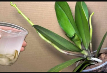 Orhideje će cvjetati cijele godine ako ih zalijete ovim ČUDOM prirode: CVAT ĆE NEPRESTANO!