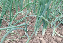 OVO SU 3 RAZLOGA ZBOG KOJIH TREBA JESTI MLADI LUK: Perca su posebno važna i posle ove informacije ješćete ga u izobilju!