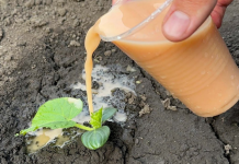 ČAK ĆE SE I UVENULI KRASTAVCI PREPORODITI: Zalijte ih ovim gnojivom i bit ćete ugodno iznenađeni!