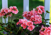 U MAJU pelargonijama poklanjam ovo cvjetno čudo: Nakon nje samonikle i nikad prije nisu tako obilno cvjetale!