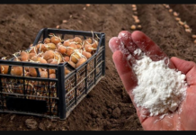 DVOSTRUKI prDVOSTRUKI prinos krompira: Obavezno ga dodajte u zemlju prije sadnje!inos krompira: Obavezno ga dodajte u zemlju prije sadnje!