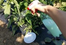 Udvostručite urod paradajza, krastavaca i ostalog povrća: Odmah zalijte ovim domaćim ČUDOM!