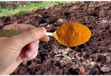 1 KAŠIKA ZAMJENJUJE TONU STAJNJAKA! Pospem njome cijelu baštu – i onda samo imam vremena da berem koliko rodi!