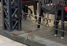 Niste ni znali da je ovo TRAJNO rešenje – OVO ĆE VAM REŠITI PROBLEM SA MIŠEVIMA I PACOVIMA OČAS POSLA