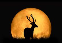 Pun Mesec u Vagi njima izmiče tlo pod nogama: Za 4 horoskopska znaka od ovog datuma u aprilu sve se menja