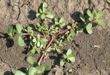 Samo na TAJ NAČIN se NIKADA VIŠE neće pojaviti: POSPITE OVO PO ZEMLJI I SAV KOROV ĆE BITI SPRŽEN!