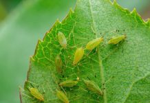 Svekrva se riješila lisnih uši za nekoliko sekundi: biljke koje uzgaja toliko su zdrave da su joj čak i susjedi zavidni