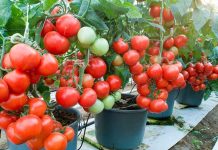 Naučite kako uzgajati paradajz u bocama i nikada ga više ne morate kupovati: EVO procedure!