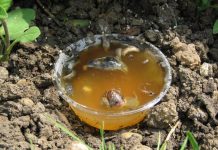 Ne kupujte otrov za puževe u trgovini, ovako ćete ih se RIJEŠITI u vrtu i na gredicama: Imam čisto cijelo dvorište i nema KEMIKALIJA!