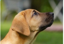 Pas često stavlja šapu na vas: EVO ŠTA TO ZNAČI, tvrdi veterinar