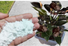 Više ne koristim NIKAKVA druga gnojiva: OVO stavite u saksiju i nećete prepoznati svoje cvijeće!