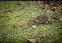 MIŠEVI SE PLAŠE SAMO OD MIRISA OVE BILJKE, MORATE JE IMATI U SVOM DOMU: Čim je osete BJEŽE glavom bez obzira