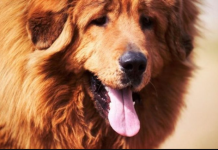 AKO STE MISLILI DA PAS JEDE TRAVU ZBOG PROBLEMA SA STOMAKOM PREVARILI STE SE: Evo šta je prava ISTINA, morate znati