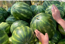 KUCAJTE JE DO SUTRA, OVE TRIKOVE VAM NEĆE REĆI NA PIJACI! Znate li kako da izaberete SLATKU lubenicu