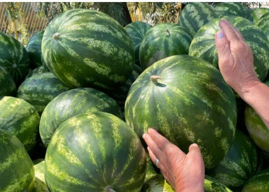 KUCAJTE JE DO SUTRA, OVE TRIKOVE VAM NEĆE REĆI NA PIJACI! Znate li kako da izaberete SLATKU lubenicu