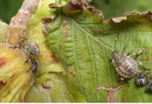 SMRDIBUBE NE PODNOSE OVAJ RASTVOR: Poprskajte povrće i više neće dolaziti u vašu baštu