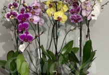 NEMOJTE ZALIVATI ORHIDEJU OBIČNOM VODOM, POSTOJI MNOGO BOLJE RJEŠENJE: Samo tako će CVJETATI KAO LUDA