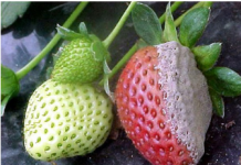 SAMO 1 KAP JODA MOŽE DA SPASI BAŠTU od truljenja, gljivičnih infekcija i pepelnice! Evo kako se koristi