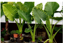 U svakom domu raste Adam: brzorastuća biljka koja “plače” kada se dogodi u kući!