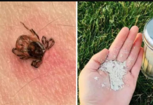 Krpelji bježe od OVOG i nikad se više ne vraćaju: RASPOREDI ga odmah po cijeloj bašti!