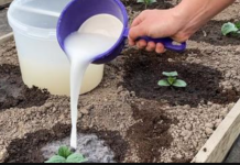 Zalijevajte KRASTAVCE ovim domaćim čudom i rasti će brzinom munje: Doslovno se mijenjaju pred vašim očima, a urod je 3 puta veći!