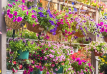 KAKO DA VAM PETUNIJE CVETAJU U SLAPOVIMA? Ikusni baštovani imaju 4 tajne za saksiju punu pupoljaka