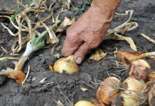 Nemojte zaboraviti krajem MAJA bitno gnojivo za luk- EVO KAKO DA SE SPREMITE ZA NAJVEĆU BERBU IKADA