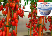 Nakon obične sode, PARADAJZ raste kao divlji: Nema plijesni, bolesti i imamo 5 puta više usjeva!