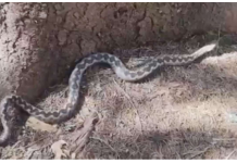 AKO VIDITE DA VAM SE ZMIJA PRIBLIŽAVA, SAMO URADITE OVO I 0TJERAĆETE JE KAO OD ŠALE: Od toga bježe kao lude