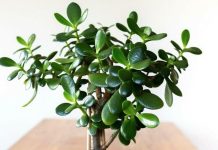 FENG ŠUI, KRASULA: Biljka koja, po drevnim vjerovanjima, privlači novac i sreću-evo kako da je uzgajate