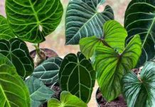 Mogu biti veoma opasne po zdravlje: Ovo cvijeće nikako ne bi trebalo UNOSITI U KUĆU, a mnogi ga imaju