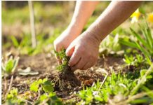 Zaboravite na čupanje korova: Dovoljno je da pospete 1 namirnicu po njemu, biće uništen