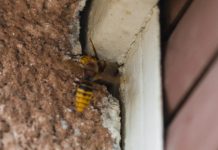 Stršljeni se plaše samo jedne stvari i to je jedini način da ih se riješite