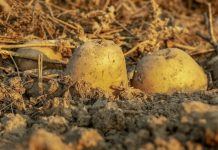 Jednostavan prirodni sastojak za TRAJNO UKLANJANJE krompirovih zlatica – najvećih štetočina koje NAPADAJU KROMPIR!