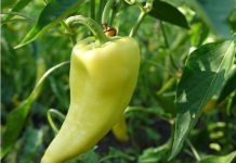 DODAJTE OVU OTOPINU U PAPRIKE I ROD ĆE BITI KAO LUD-…