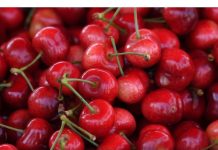 Naučite ove trikove i izbjegnite neprijatnosti – Kako da znate da li u trešnjama ima crva?