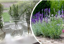 Ovako razmnožavam lavandu i naše dvorište je postalo oaza mira i mirisa: MOŽETE JE I VI, VRLO JE JEDNOSTAVNO!