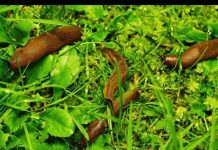 Odrezani komad ostavite da leži u bašti: RIJEŠIT ĆETE SE SVIH PUŽEVA!