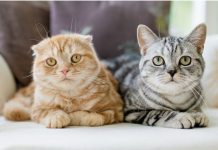 Znate li koliko je vaša ljubimica stara? Ovako ćete točno znati mačje godine