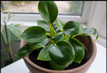 Stavite samo mrvicu ovog sastojka u saksiju, sobne biljke nikada neće uvenuti: BUJAT ĆE KAO LUDE
