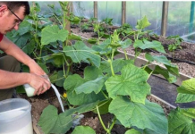 Kad se cvjetovi počnu pretvarati u plodove, ODMAH prelijte svoje krastavce OVOM DOMAĆOM HRANOM: Ranije ćete brati i imati PUNO VIŠE PLODOVA!