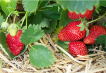 Trik iskusnih baštovana: 5 načina da vam jagode rađaju do jeseni