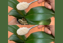 Ako hranite svoju orhideju na ovaj način, cvjetat će 4 godišnja doba – NIKAD JE NISAM IMALA OVAKVU