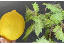 U proljeće uberite običnu koprivu i pomiješajte je s limunom: Efekat na kojem ćete biti zahvalni!