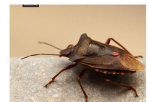 EVO ZAŠTO NIKAKO NE SMIJETE UBITI SMRDIBUBU: Bitno je da ih IMATE U KUĆI, kad čujete RAZLOG zavolićete ih