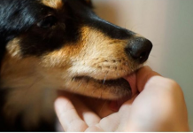 Evo šta svaki pas uradi kad oseti da je u društvu loše i pokvarene osobe: Ovo DOBRO zapamtite, može vas zaštititi od zla