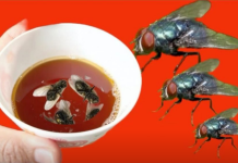 Nikad nisam iskusio učinkovitiju metodu za uklanjanje muha: ovaj jednostavan trik za vaš dom je nevjerojatno učinkovit!